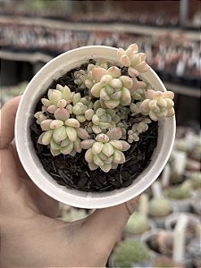 Echeveria aurora blue