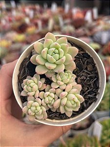 Echeveria aurora blue