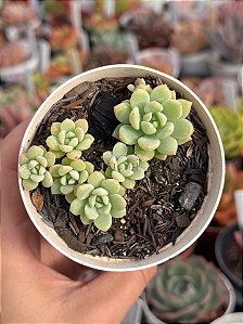 Echeveria aurora blue