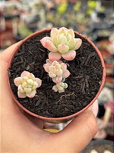 Echeveria aurora blue