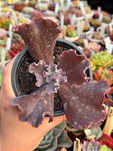 Echeveria lavender frills