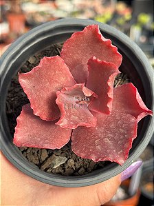 Echeveria lavender frills