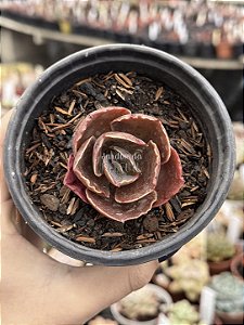 Echeveria red olong