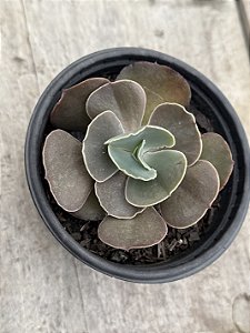 Echeveria Red olong