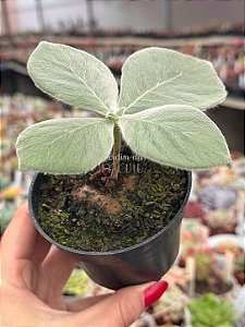 Sinningia Leucotricha (Rainha do abismo)