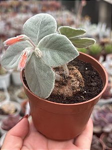 Sinningia Leucotricha (Rainha do abismo)