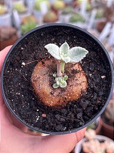 Sinningia Leucotricha (Rainha do abismo)