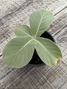 Sinningia Leucotricha (Rainha do abismo)