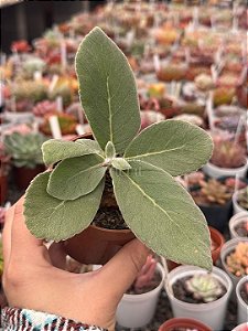 Sinningia Leucotricha (Rainha do abismo)