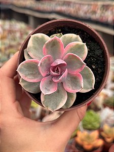 Echeveria rainbow