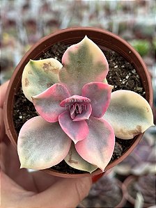 Echeveria rainbow