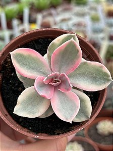 Echeveria rainbow