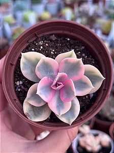 Echeveria rainbow