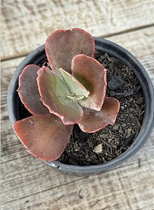 Echeveria one up