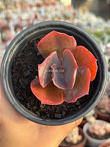 Echeveria one up