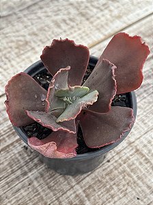 Echeveria PR 03