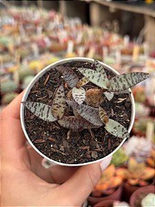 Ledebouria socialis