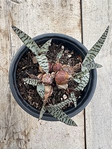 Ledebouria socialis