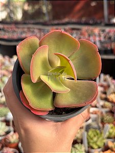 Echeveria Mauna portuguesa
