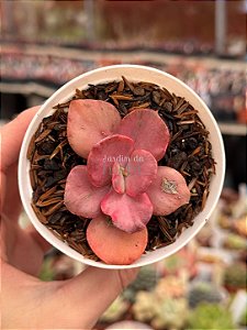 Echeveria only one variegata