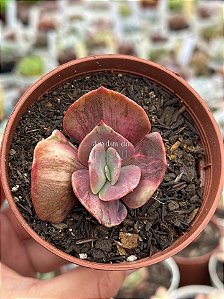 Echeveria only one variegata