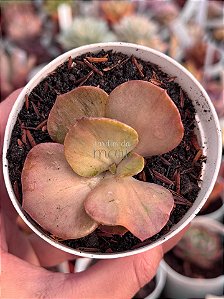 Echeveria only one variegata