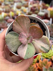 Echeveria only one variegata