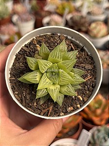 Haworthia turgida