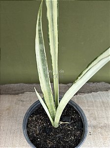 Sansevieria bantel’s sensation