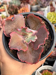 Echeveria suicune (sem raiz)