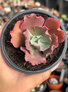 Echeveria suicune