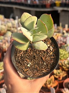 Cotyledon undulata