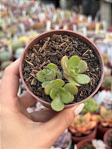 Aeonium saundersii