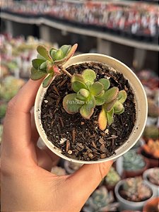 Aeonium saundersii