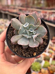 Echeveria pink trumpet