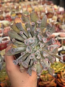 Echeveria pink trumpet
