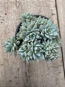Echeveria Blue star (colônia)