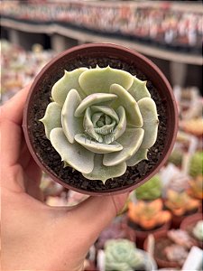 Echeveria lola