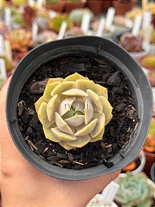 Echeveria lola