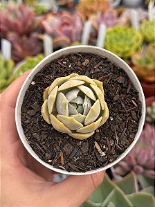 Echeveria lola