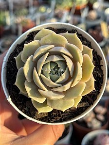 Echeveria lola