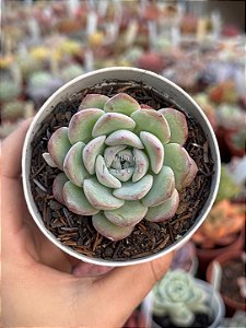 Echeveria sensation