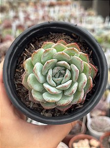 Echeveria sensation