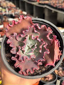 Echeveria suicune G