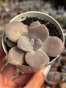 Graptoveria murasaki
