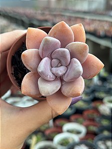 Graptoveria murasaki