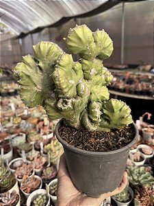 Euphorbia láctea cristata