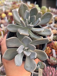Graptoveria supreme