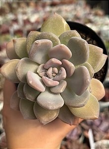 Graptoveria supreme