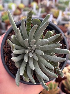 Senecio scaposus